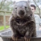 Wombat Gaming